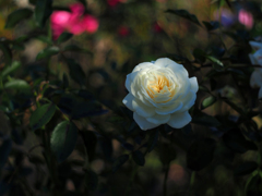 PENTACON50㎜ F1.8 MC