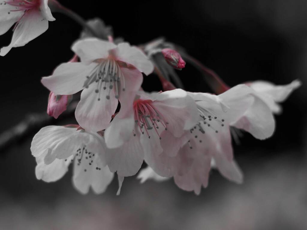 PENTACON50㎜ F1.8 MC