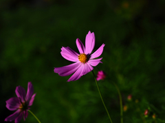 秋桜