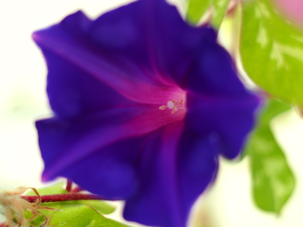 PENTACON50㎜ F1.8 MC