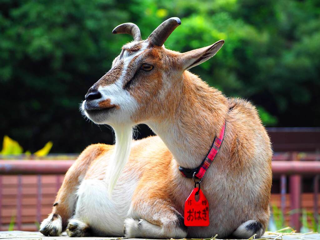 山羊