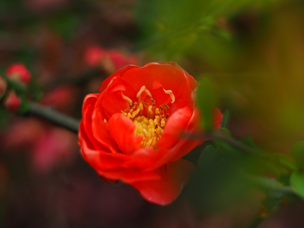 PENTACON50㎜ F1.8 MC