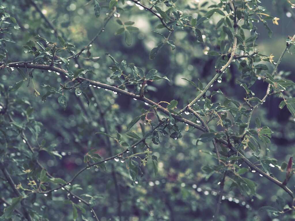雨粒