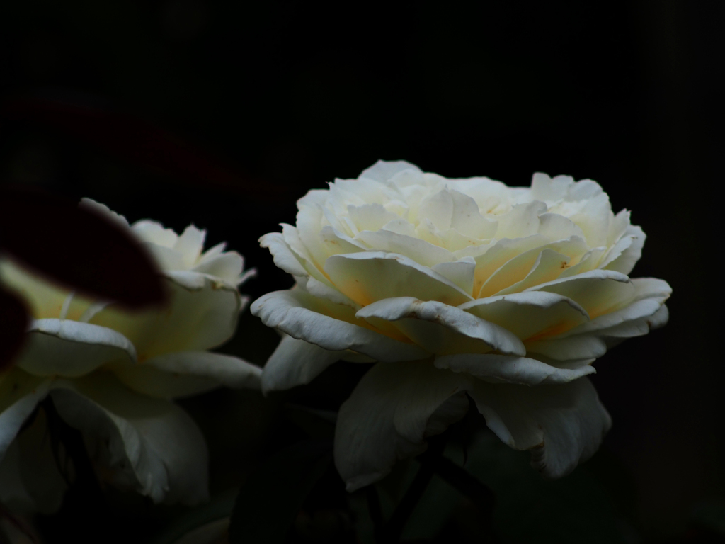 PENTACON135㎜ F2.8