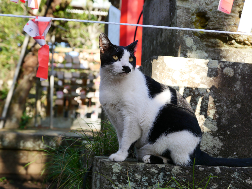 猫