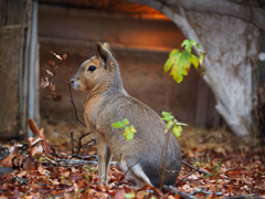 金沢動物園