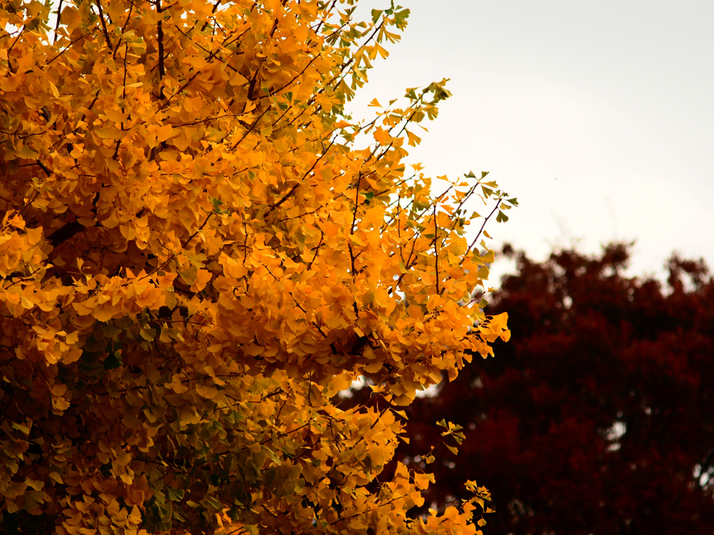 Sonnar135㎜ F4 エキザクタマウント