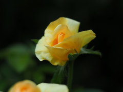 PENTACON50㎜ F1.8 MC