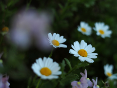 PENTACON50㎜ F1.8 MC