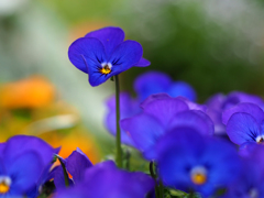 PENTACON50㎜ F1.8 MC