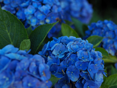 紫陽花