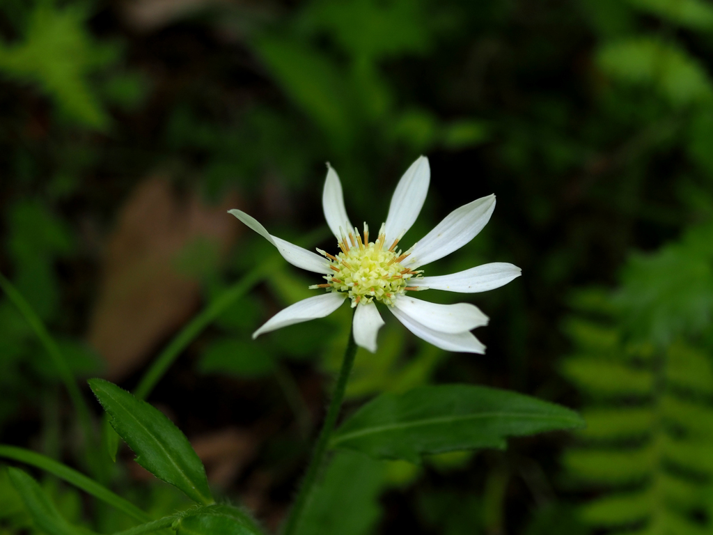 箱根湿生花園
