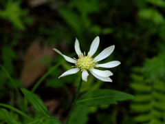 箱根湿生花園