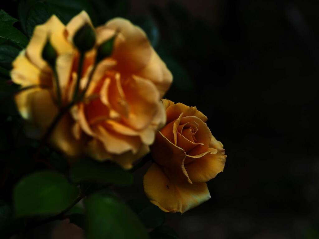 薔薇