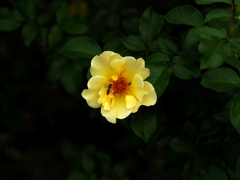 PENTACON50㎜ F1.8 MC