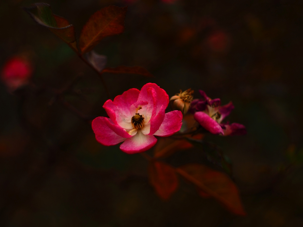 Flektogon35㎜ F2.8 エキザクタマウント