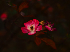 Flektogon35㎜ F2.8 エキザクタマウント