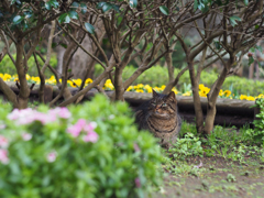 PENTACON 50㎜ F1.8 MC