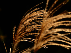 Sonnar135㎜ F4 エキザクタマウント