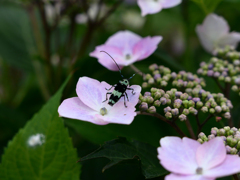 ラミーカミキリ