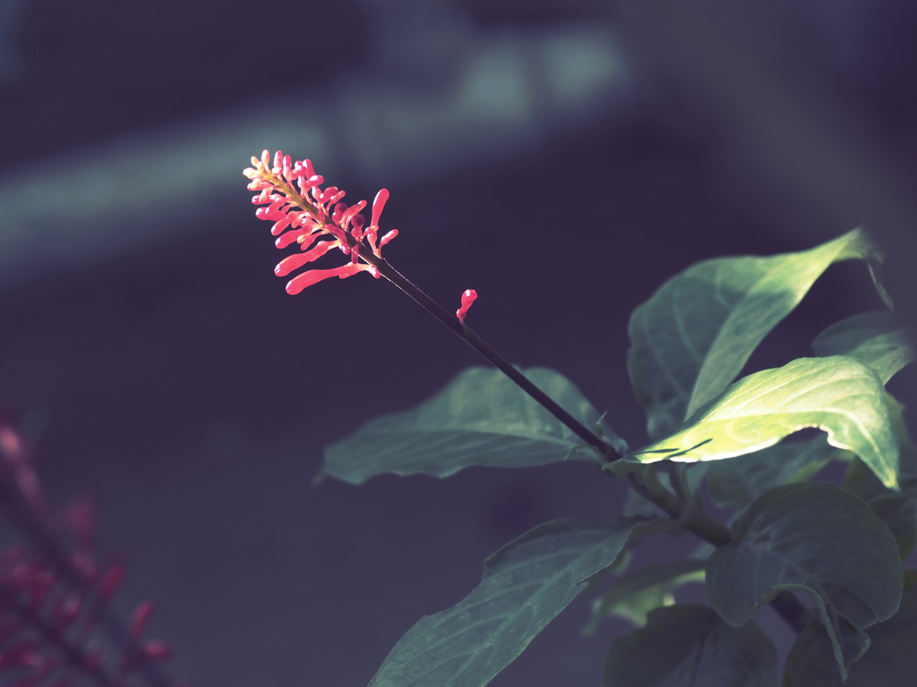 紅筒花