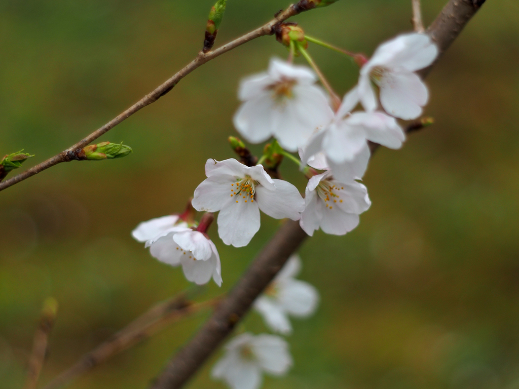 PENTACON50㎜ F1.8 MC