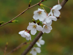 PENTACON50㎜ F1.8 MC