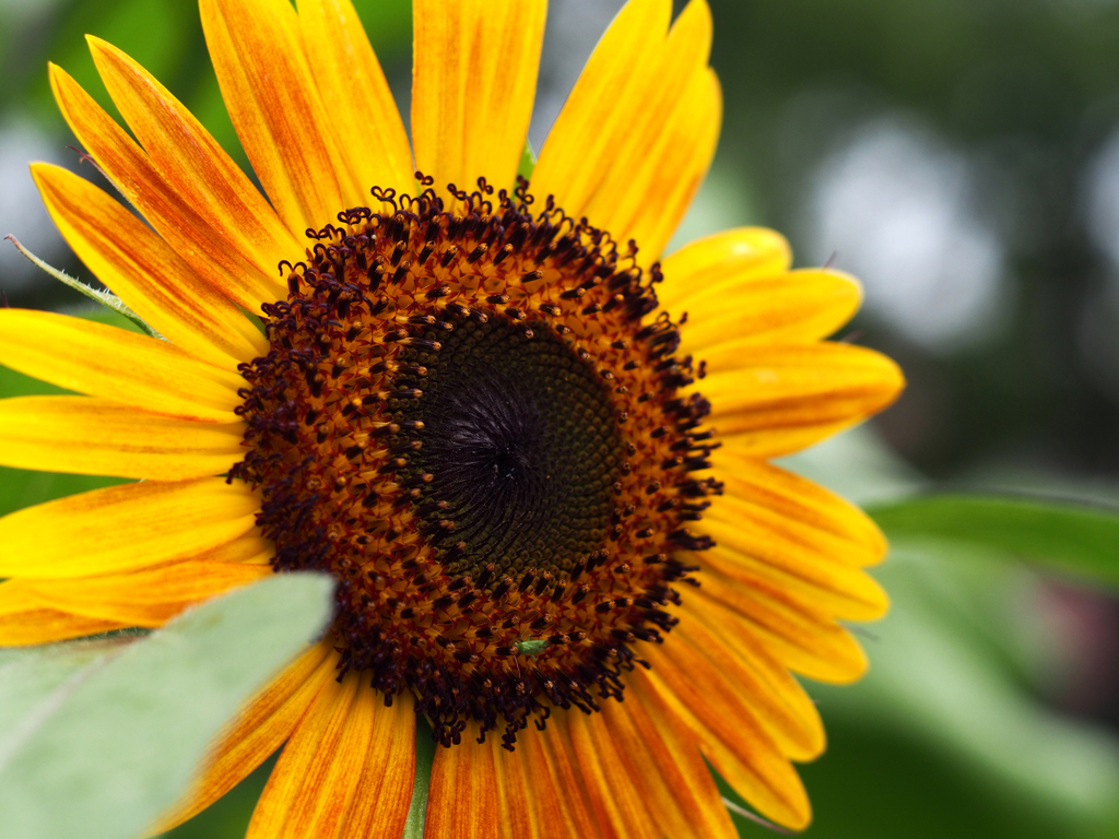 PENTACON50㎜ F1.8 MC