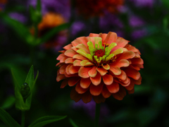 PENTACON50㎜ F1.8 MC