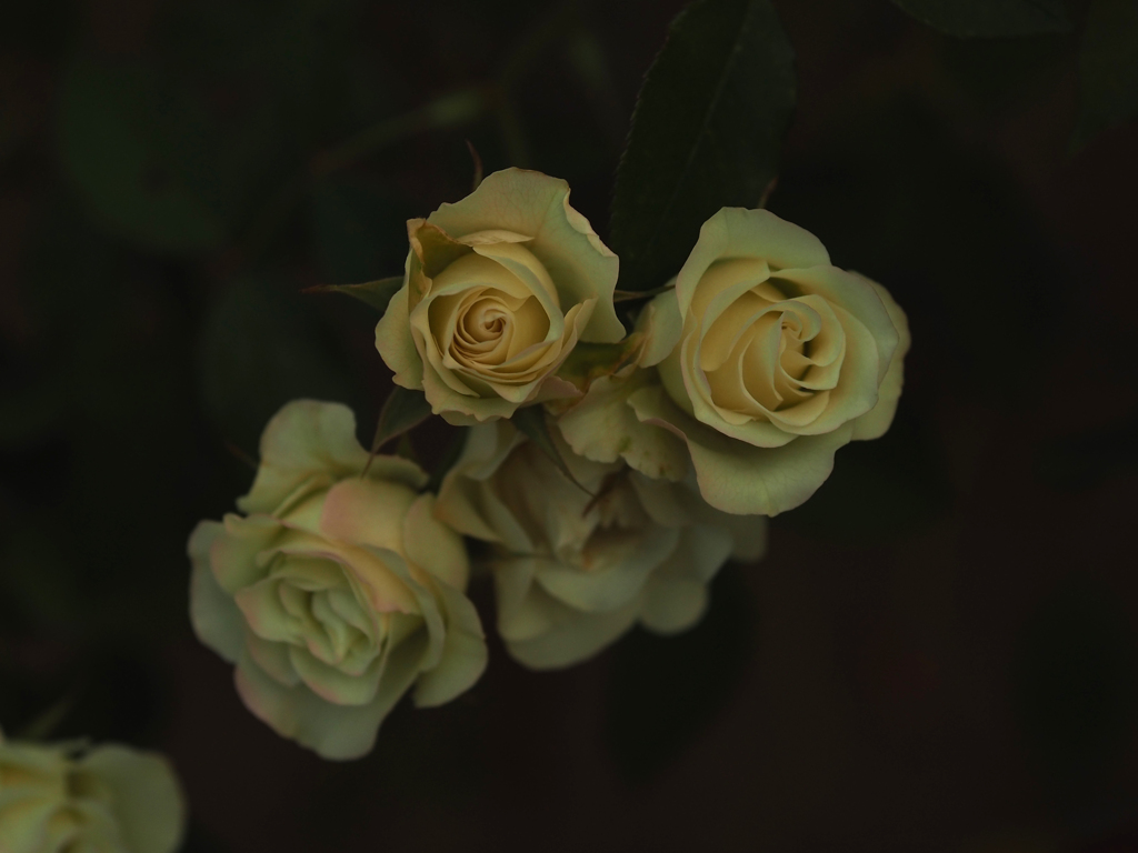 薔薇