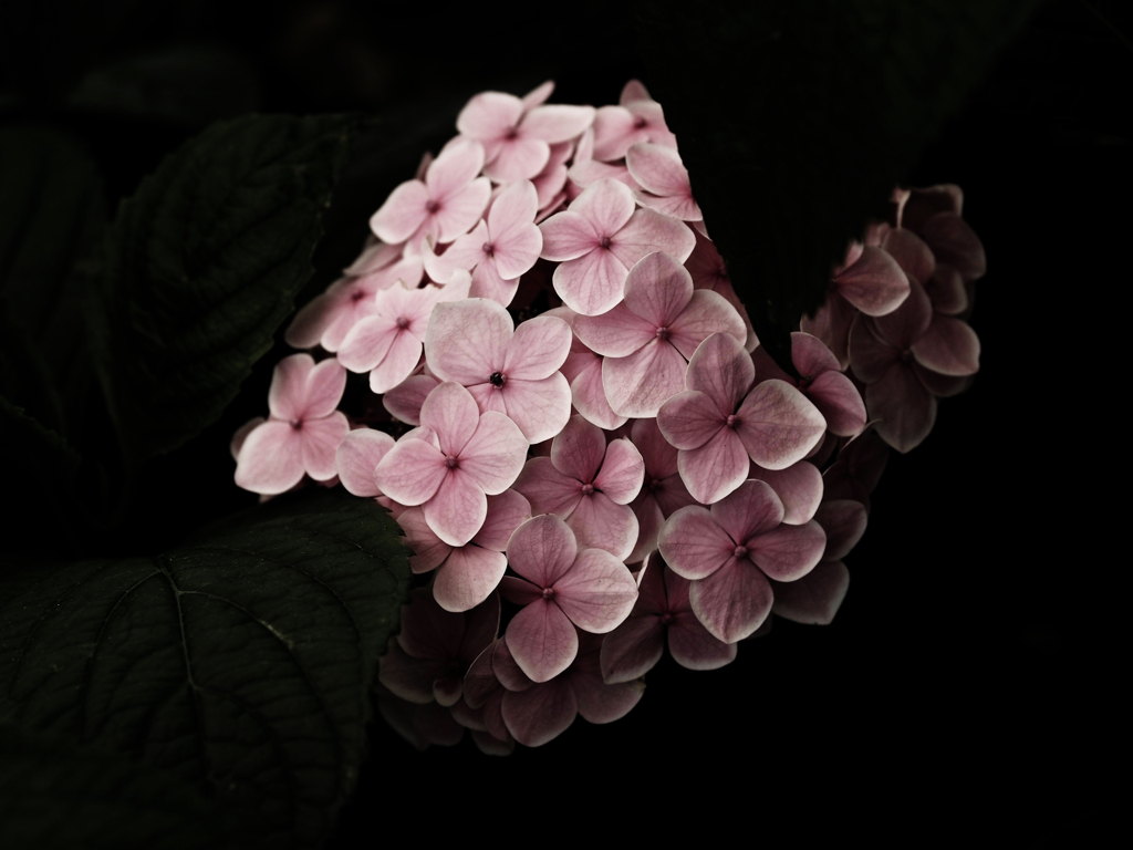 紫陽花