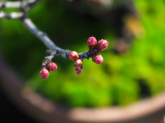 日比谷花壇大船フラワーセンター