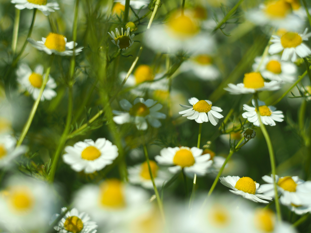 PENTACON50㎜ F1.8 MC