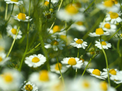 PENTACON50㎜ F1.8 MC