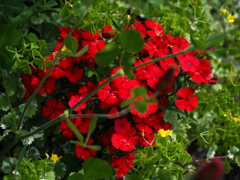 Dianthus chinensis