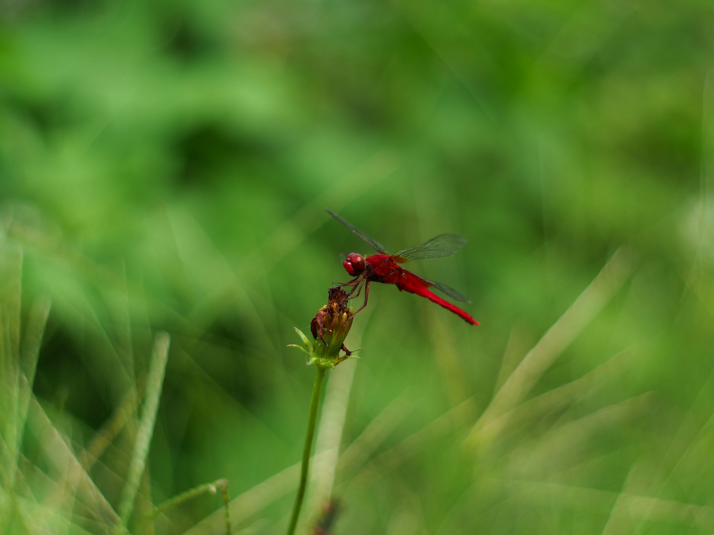 PENTACON50㎜ F1.8 MC