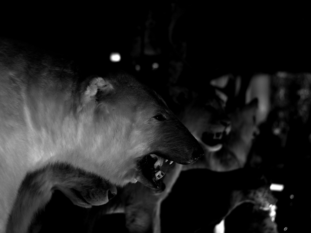 PENTACON50㎜ F1.8 MC