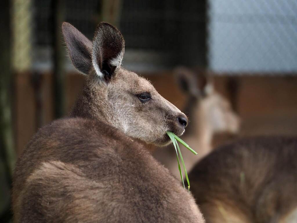 カンガルー