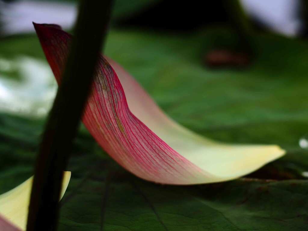 PENTACON50㎜ F1.8 MC