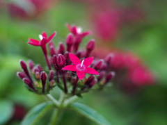 PENTACON50㎜ F1.8 MC