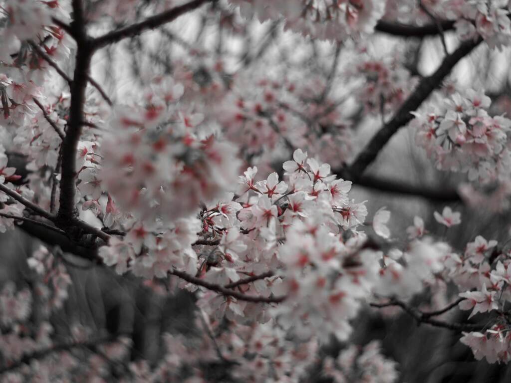 PENTACON50㎜ F1.8 MC