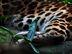 ヒョウの脚