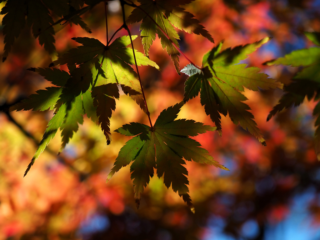 透紅葉