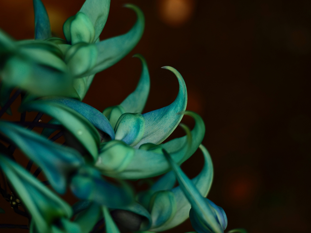 PENTACON50㎜ F1.8 MC