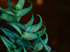PENTACON50㎜ F1.8 MC