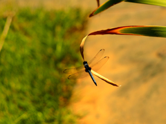 PENTACON50㎜ F1.8 MC