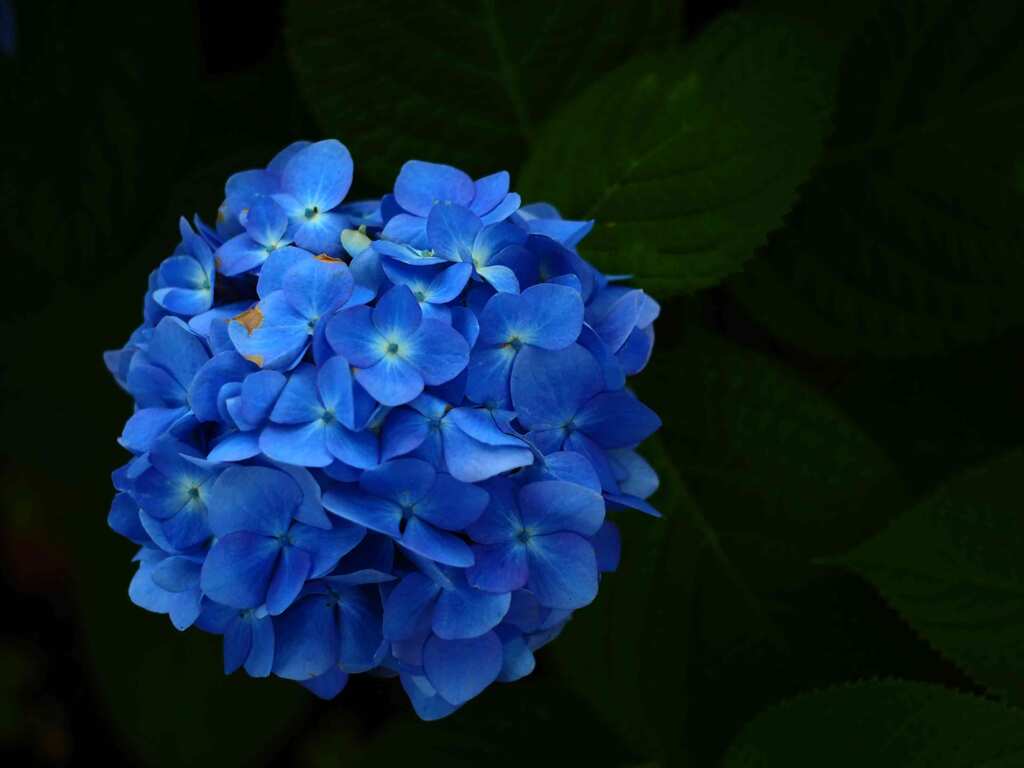 PENTACON50㎜ F1.8 MC