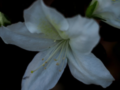 PENTACON50㎜ F1.8 MC