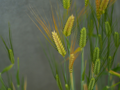 PENTACON50㎜ F1.8 MC