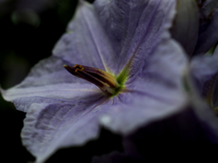 日比谷花壇大船フラワーセンター